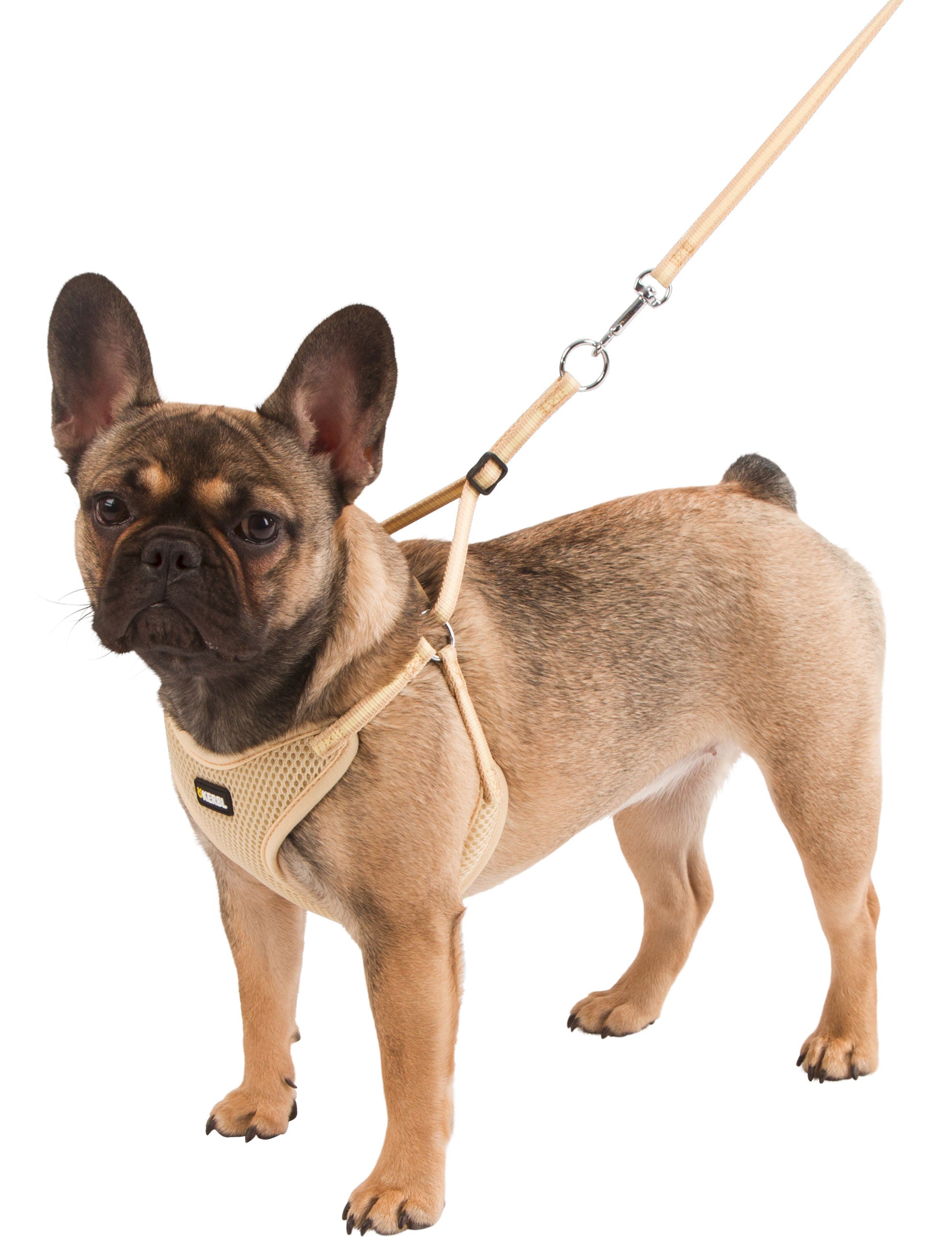 OPRSNICA Puppy 24-44cm/10mm s povodcem