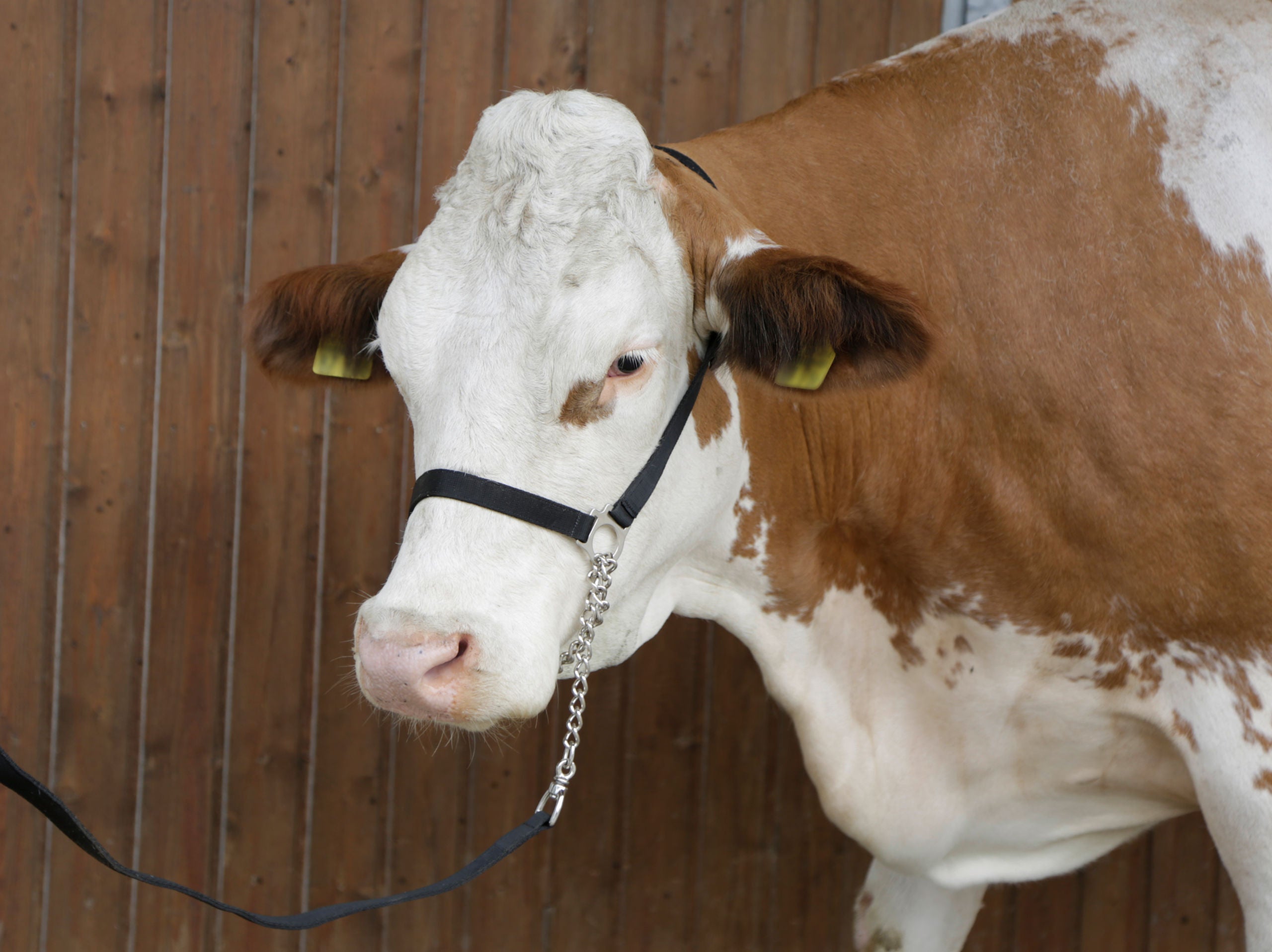 UZDA za kravo - za vodenje