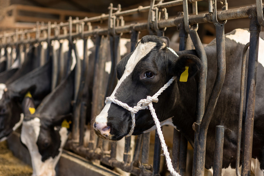 UZDA za govedo s povodcem - sisal 18mm