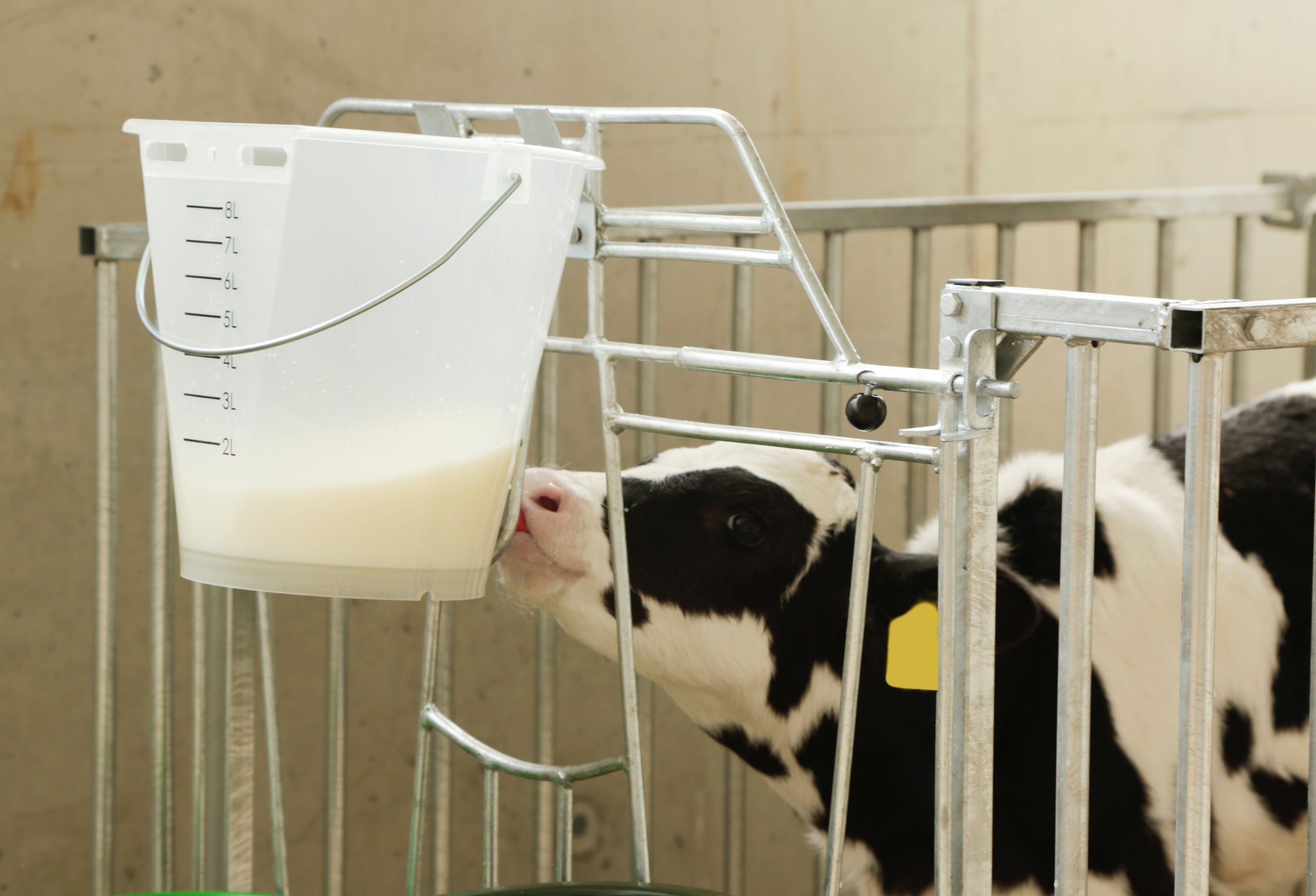 VEDRO za nap. telet brez dude - prosojen bel