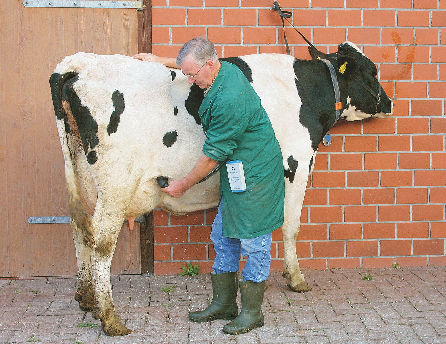 TESTER brejosti za krave