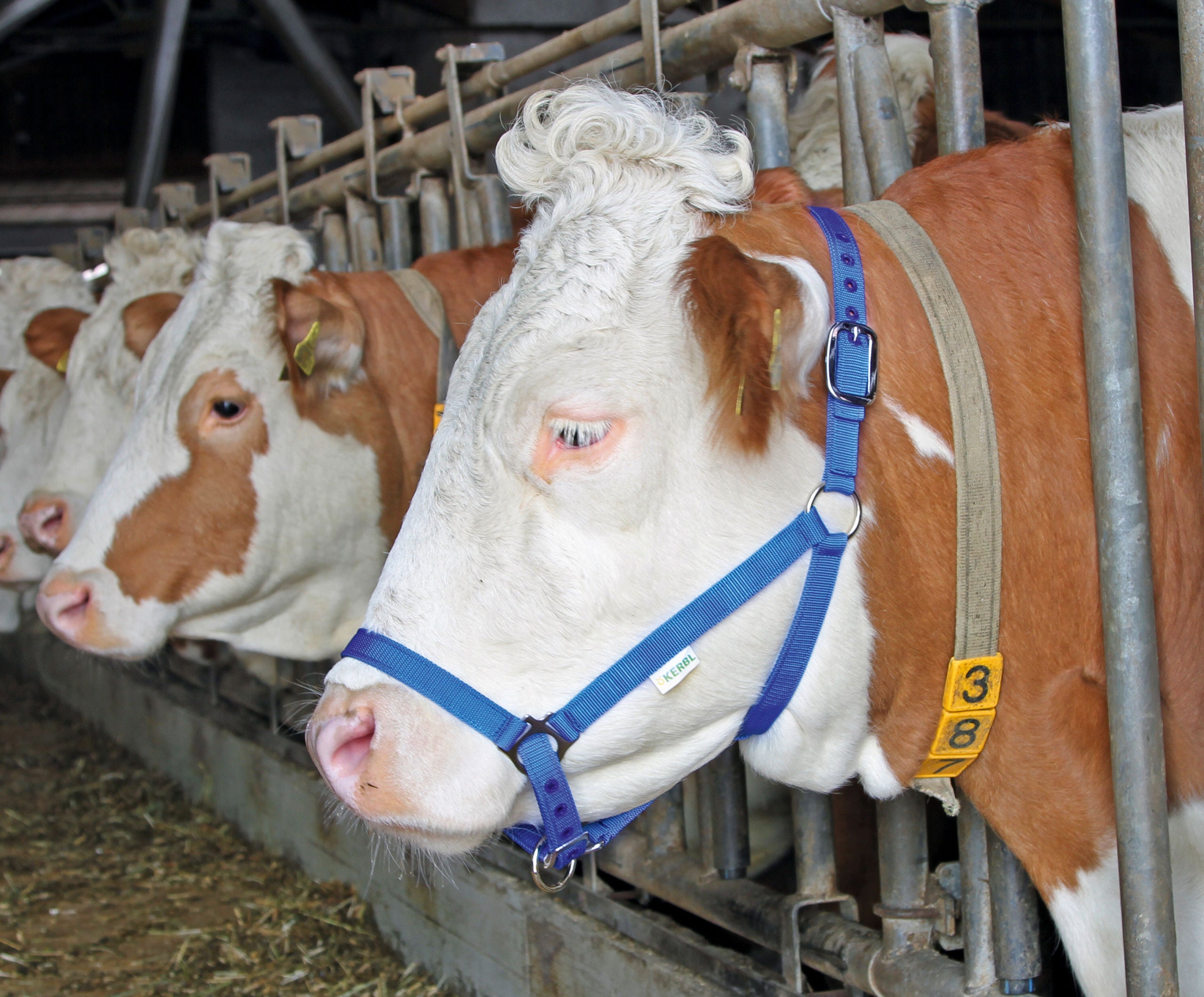 UZDA za kravo - modra