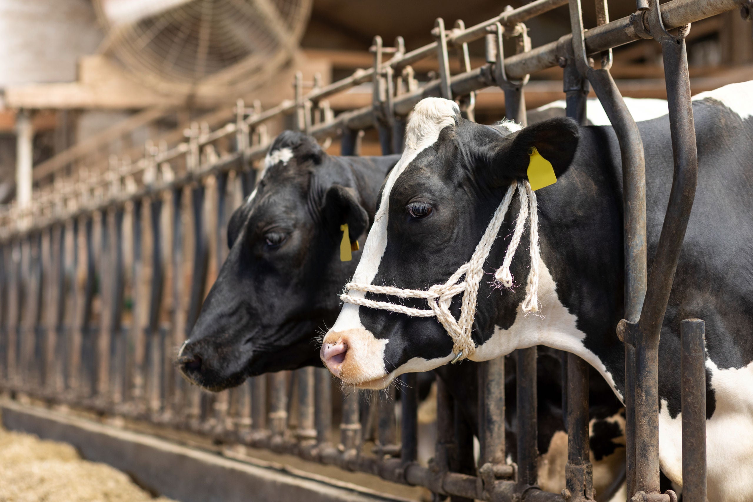 UZDA za govedo - sisal dvojna