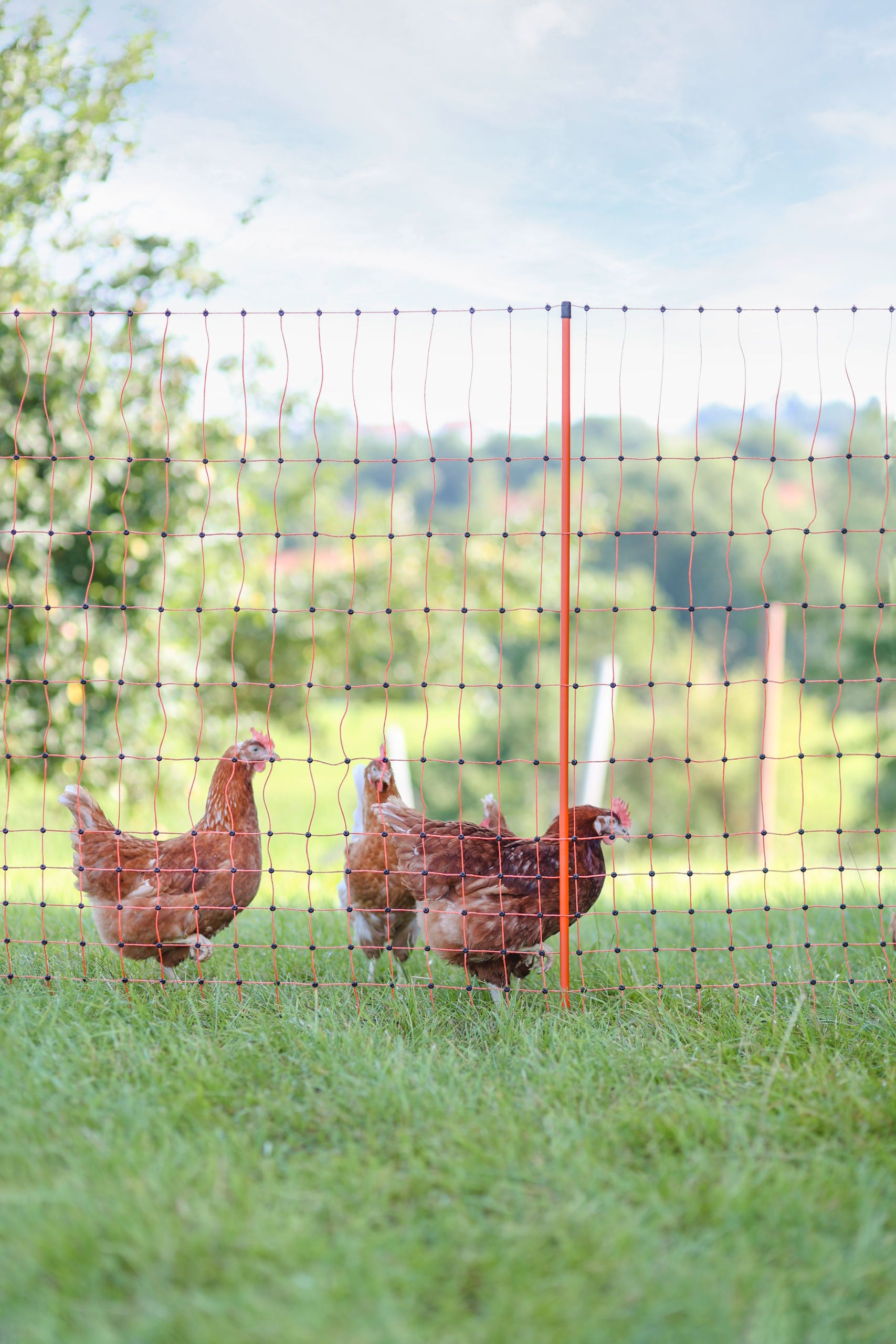 MREŽA za perutnino 106cm enojna - 50m