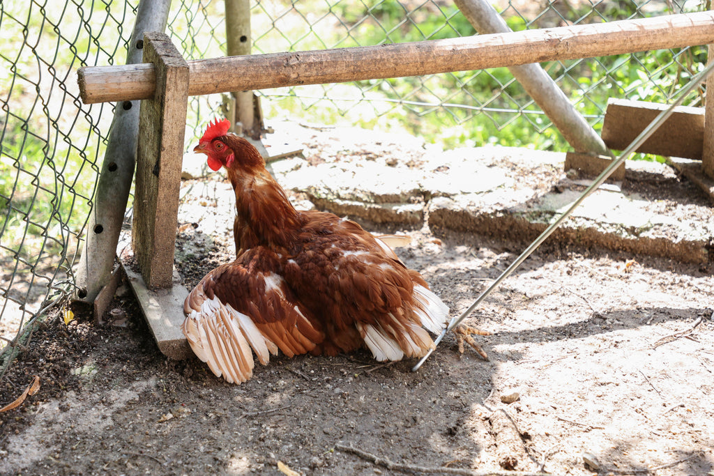 Lovilne kljuke za perutnino