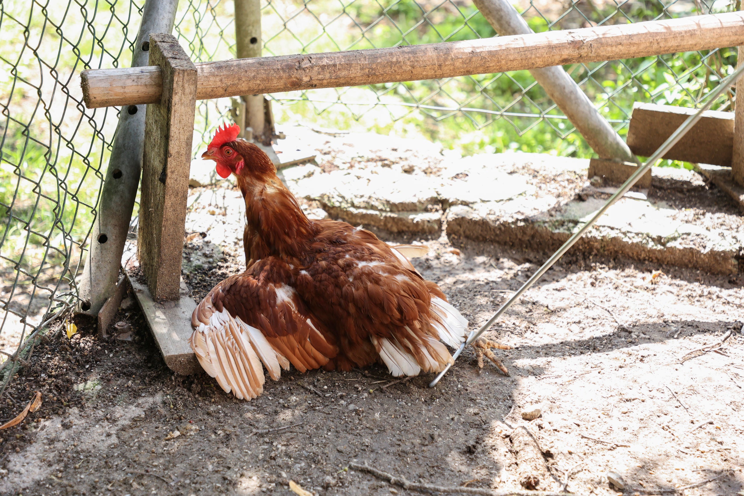 Lovilne kljuke za perutnino