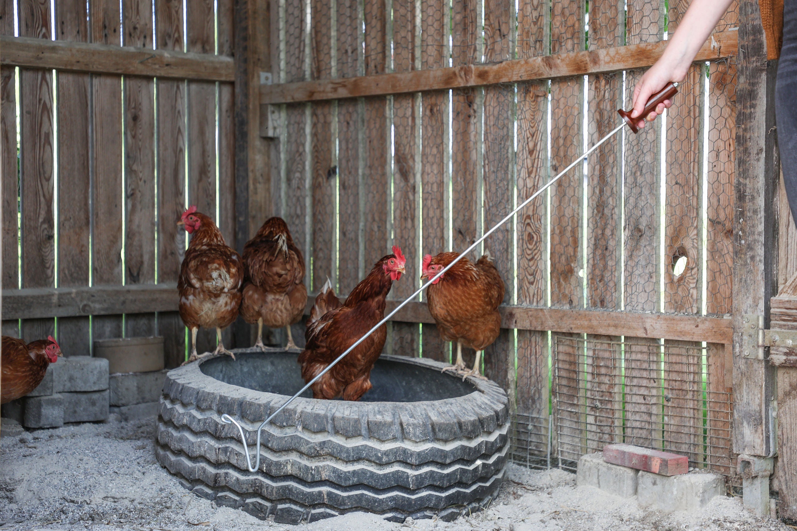 Lovilne kljuke za perutnino