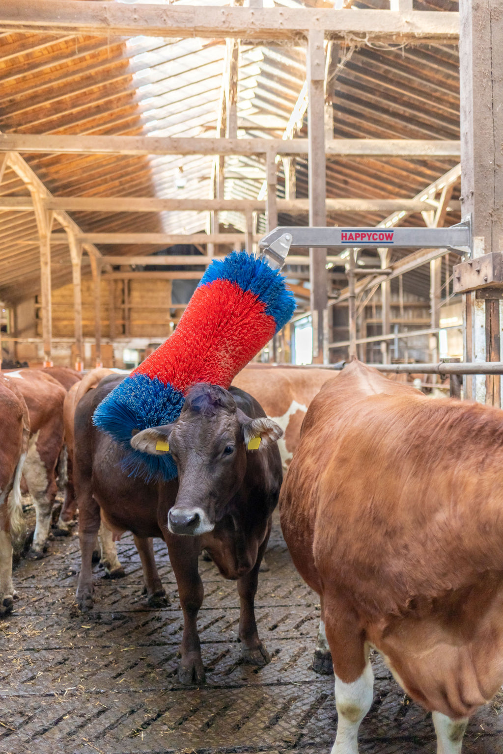 Krtača za govedo HAPPYCOW Free MaxiSwing