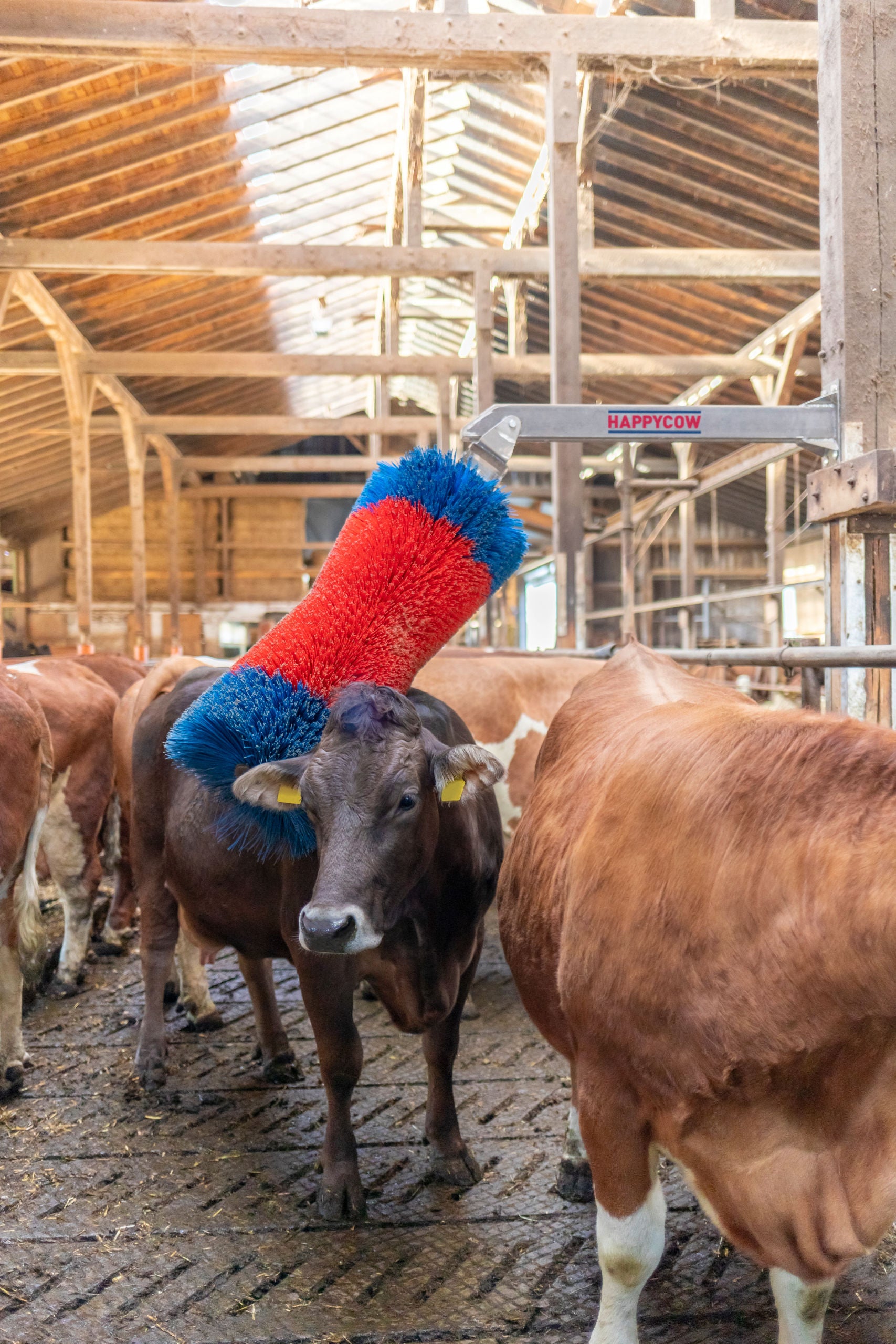 Krtača za govedo HAPPYCOW Free MaxiSwing