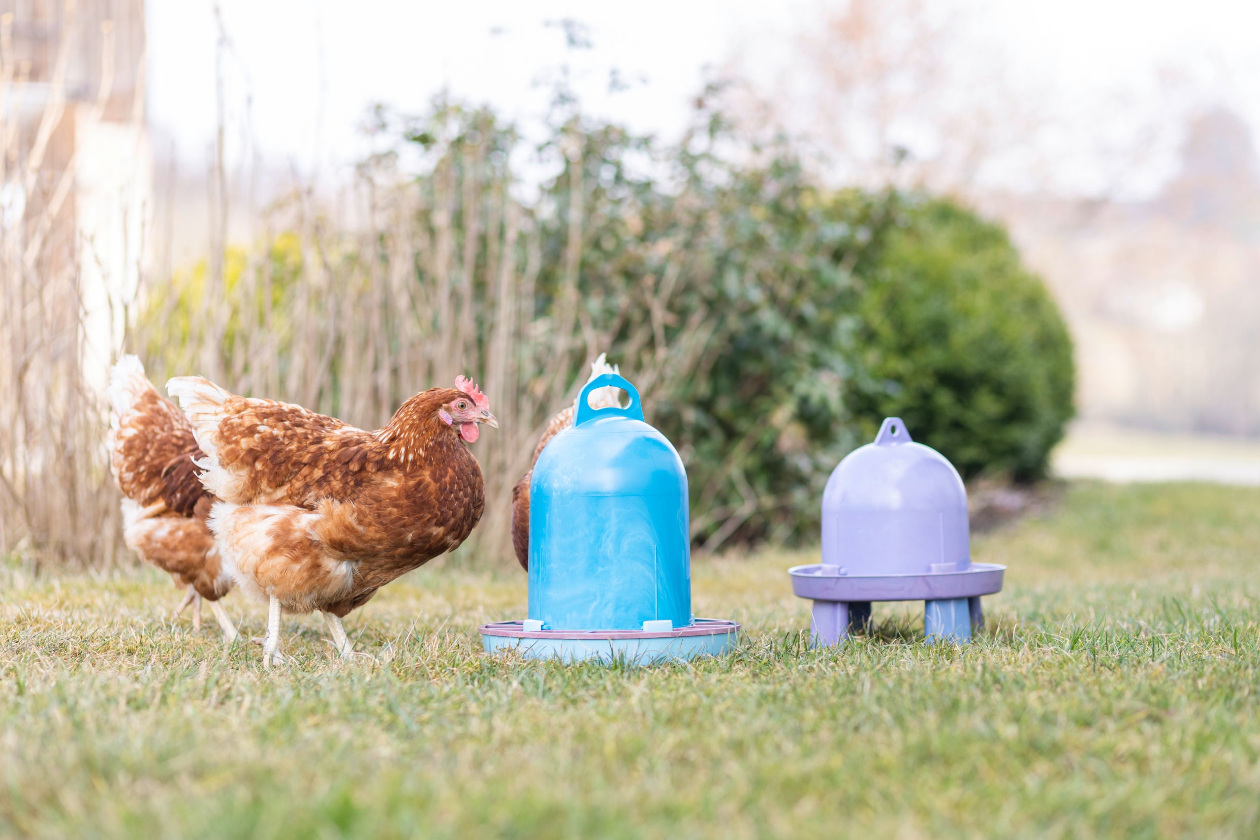recikliran plasticni napajalnik 3,5 l za pišcance