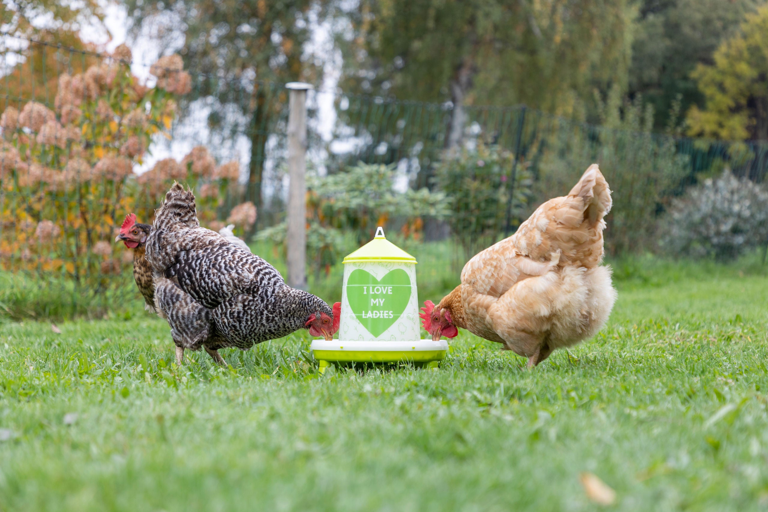 Krmni avtomat za 2,4l/2kg, z nogami, zelen z motivom