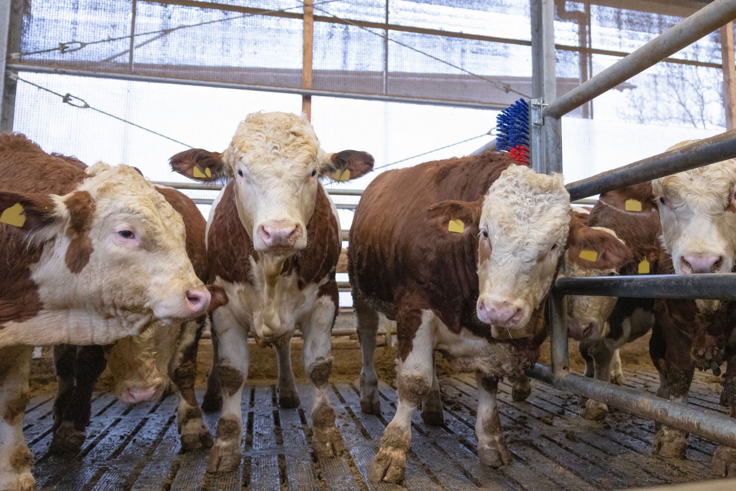 Krtaca za praskanje Bully, 90x 30cm, za pitanje goveda ITW