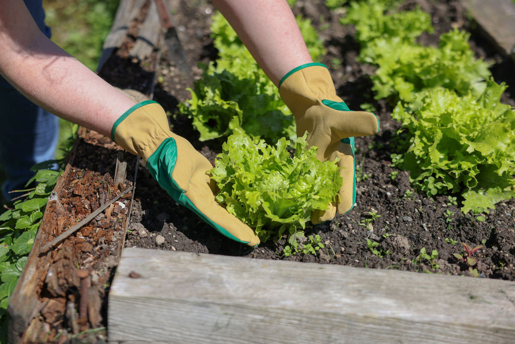 Rokavica Gardener, vel. 6 zelena-rjava, mikrovlakna