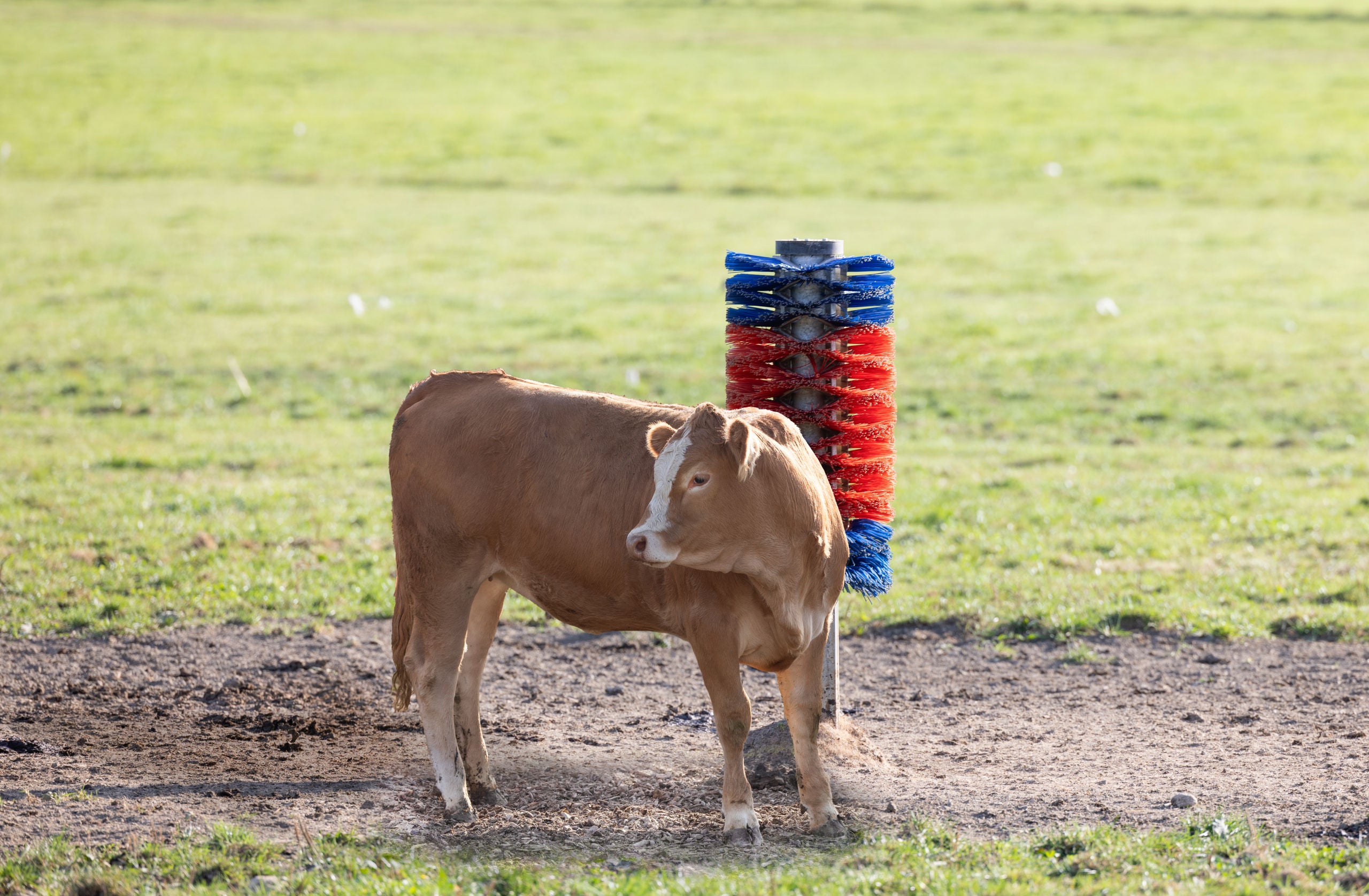 Krtaca za drog Maxi, za govedo in konje