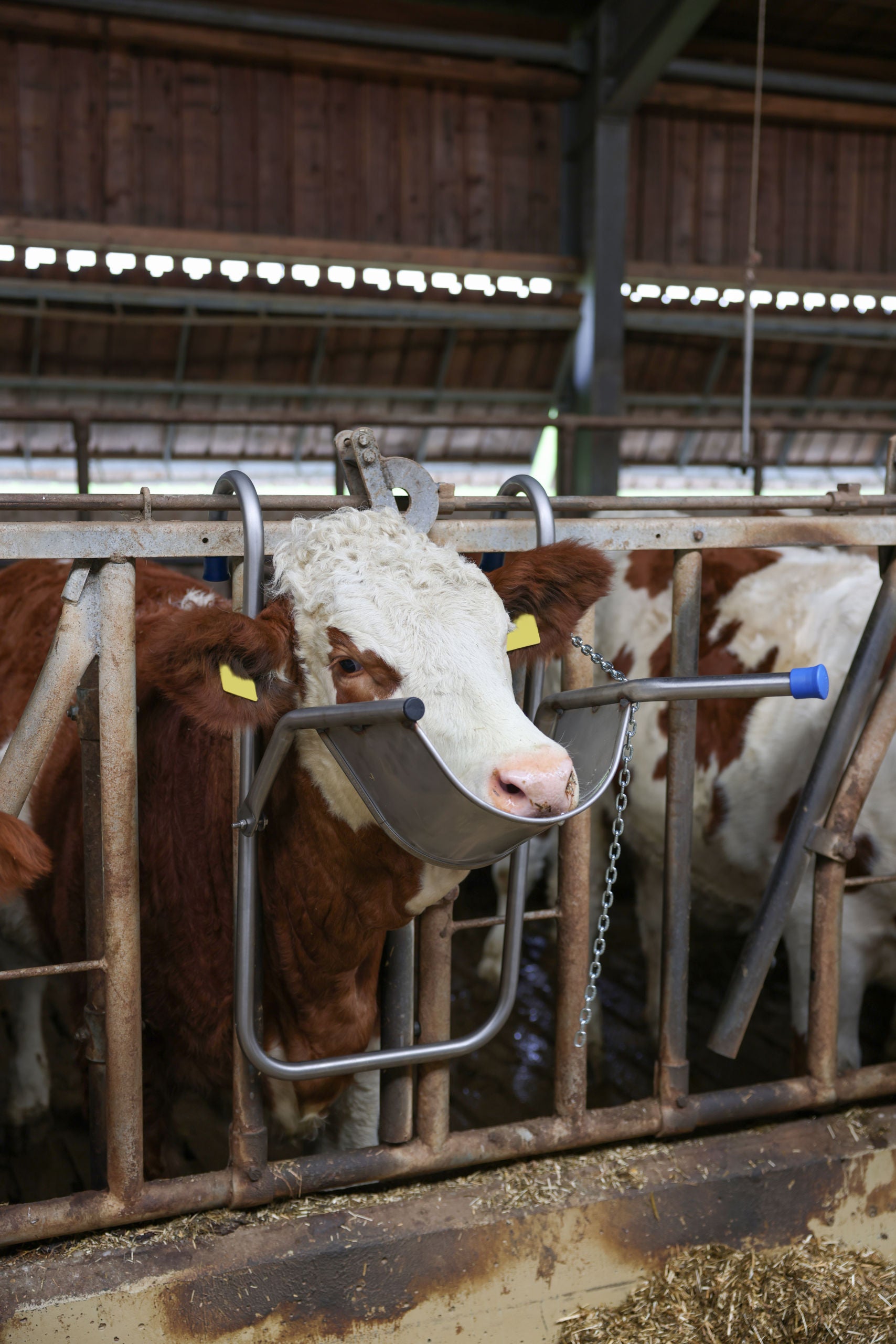 NASLON za glavo za govedo