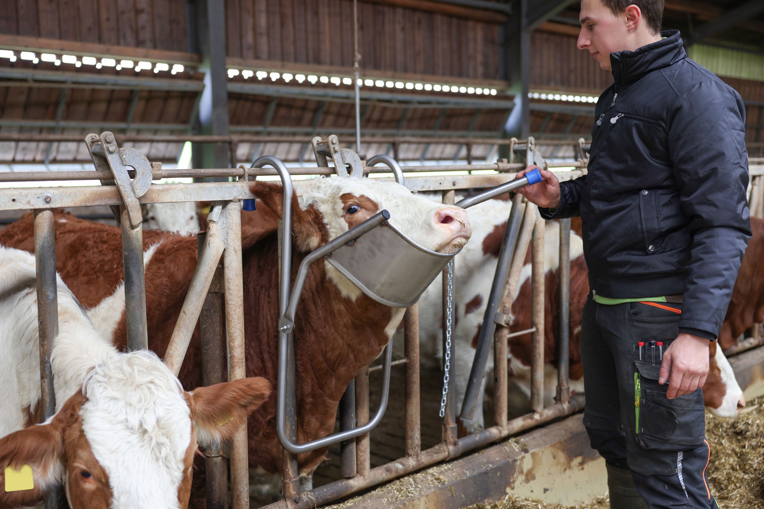 NASLON za glavo za govedo