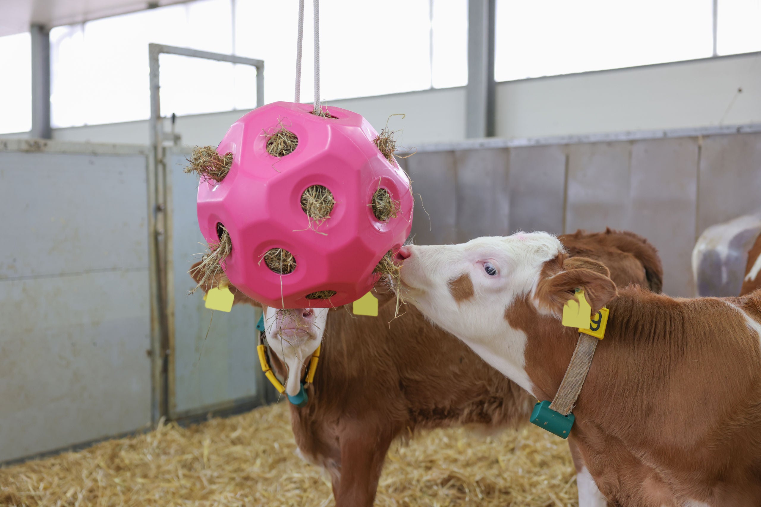 Krmilna žoga roza za konje