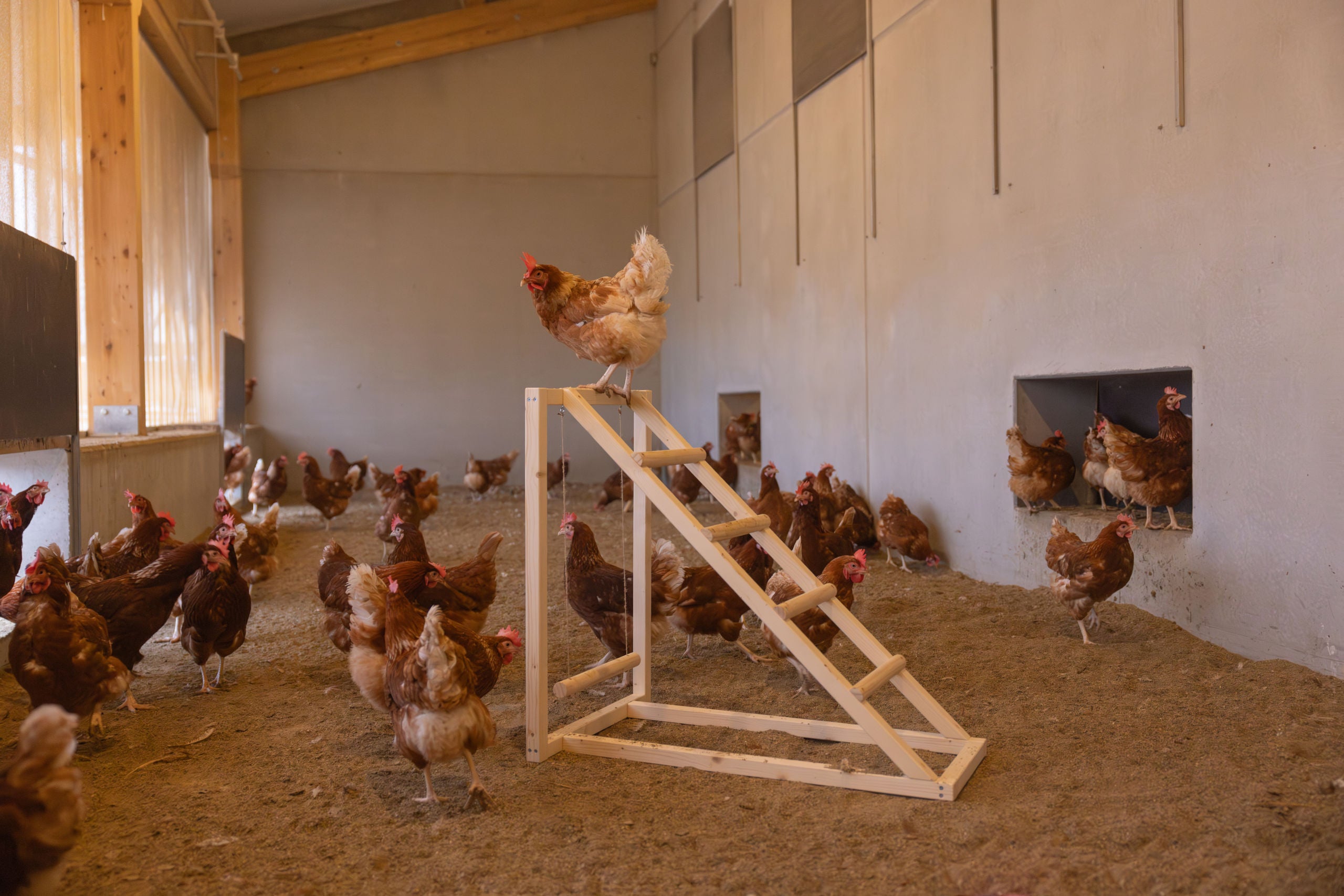 Plezalni stolp z gugalnico za kokoši, 85 x 55 x 76 cm