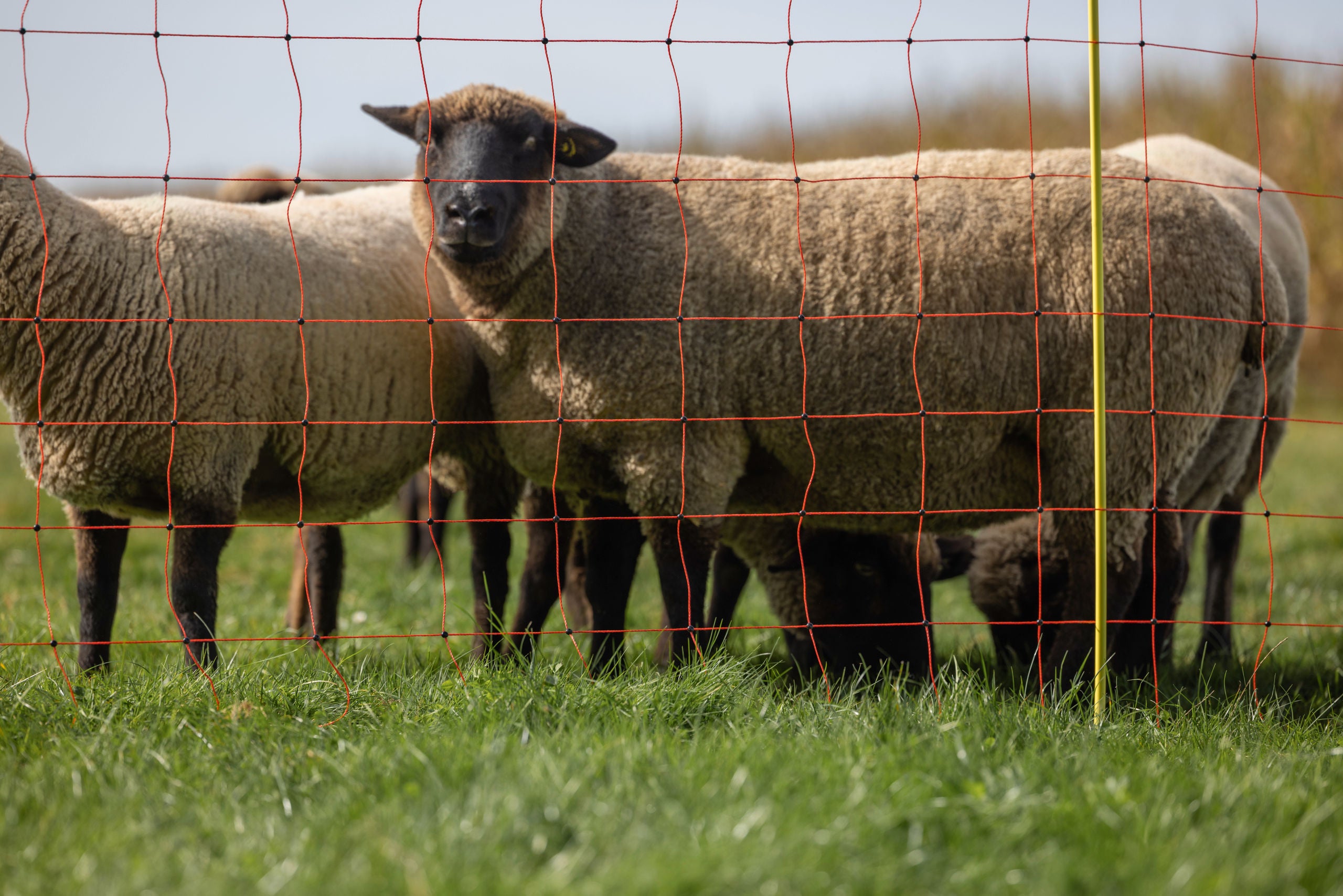 Mreža za ovce, 50m, oranžna, višina: 90 cm - enojna konica