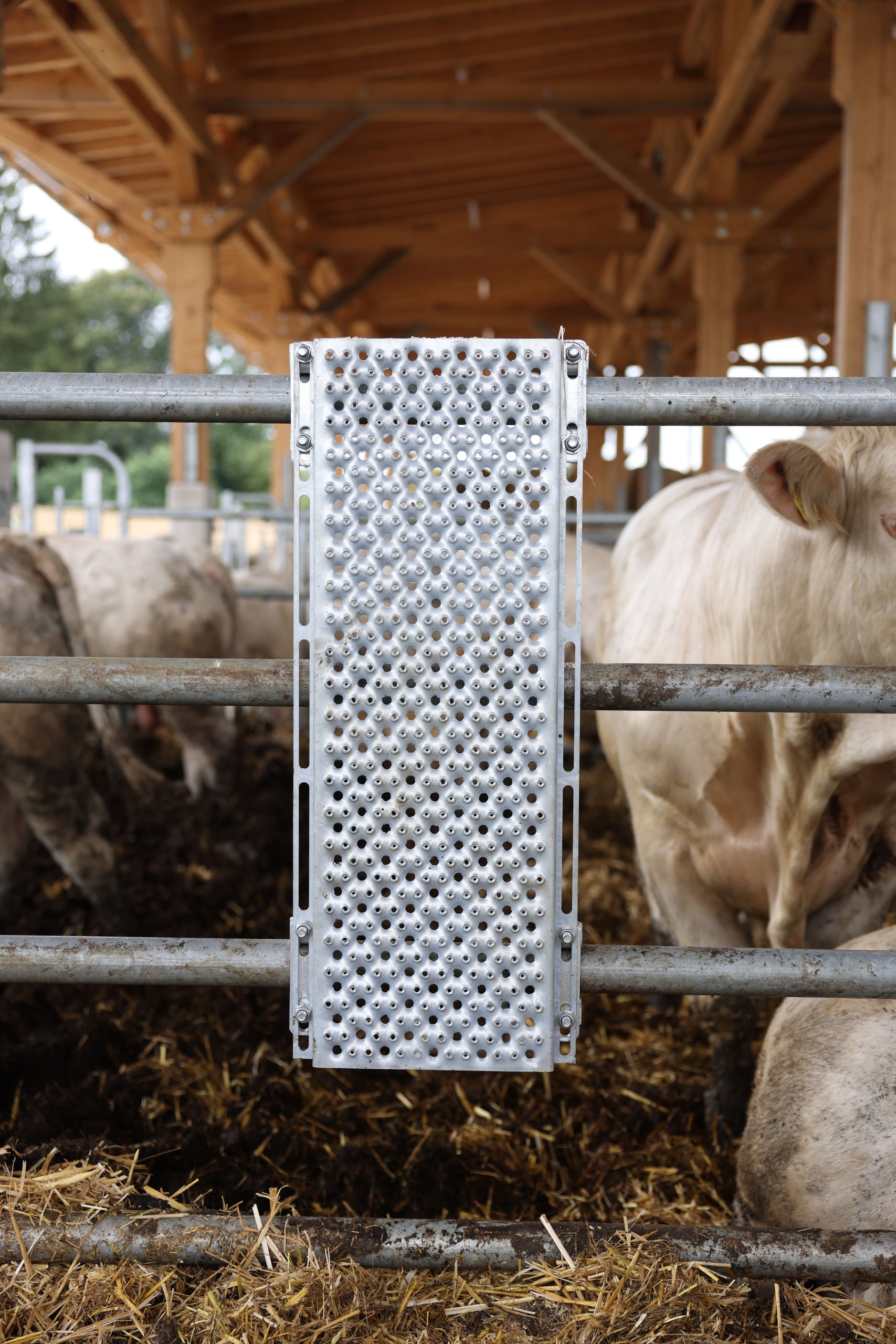 Praskalna pločevina za govedo 90 cm x 30 cm