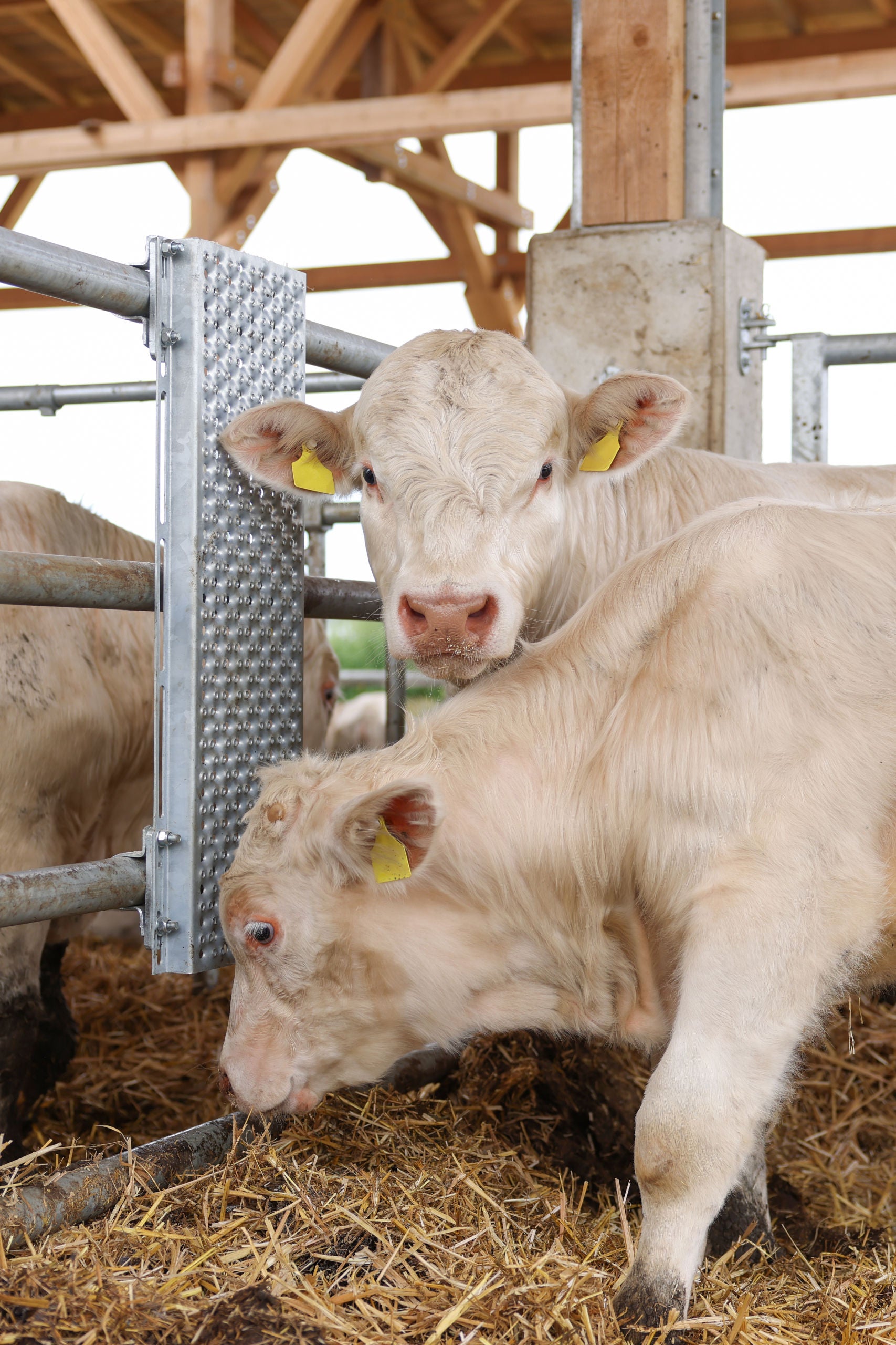 Praskalna pločevina za govedo 90 cm x 30 cm