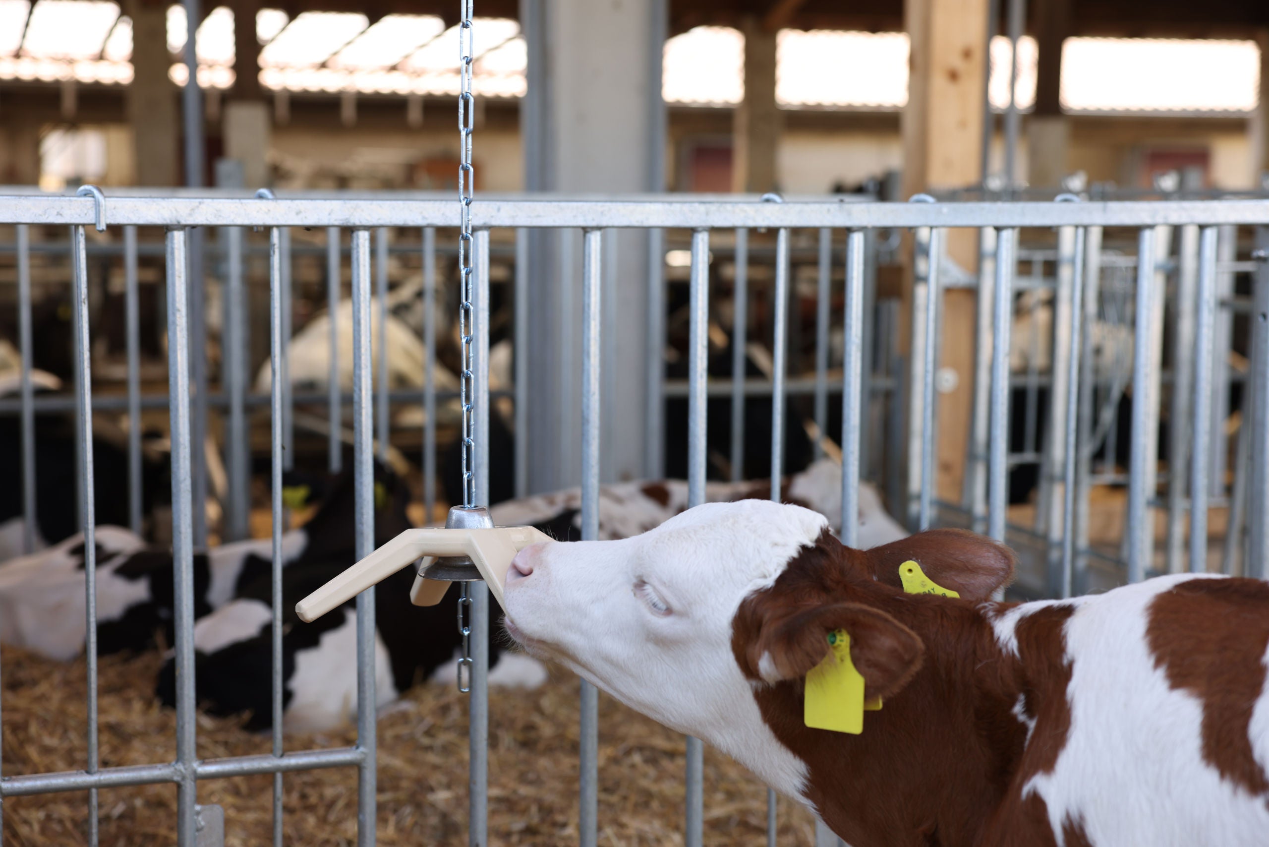 Igraca za prašice BiteStar z visecim pokrovckom in verižico