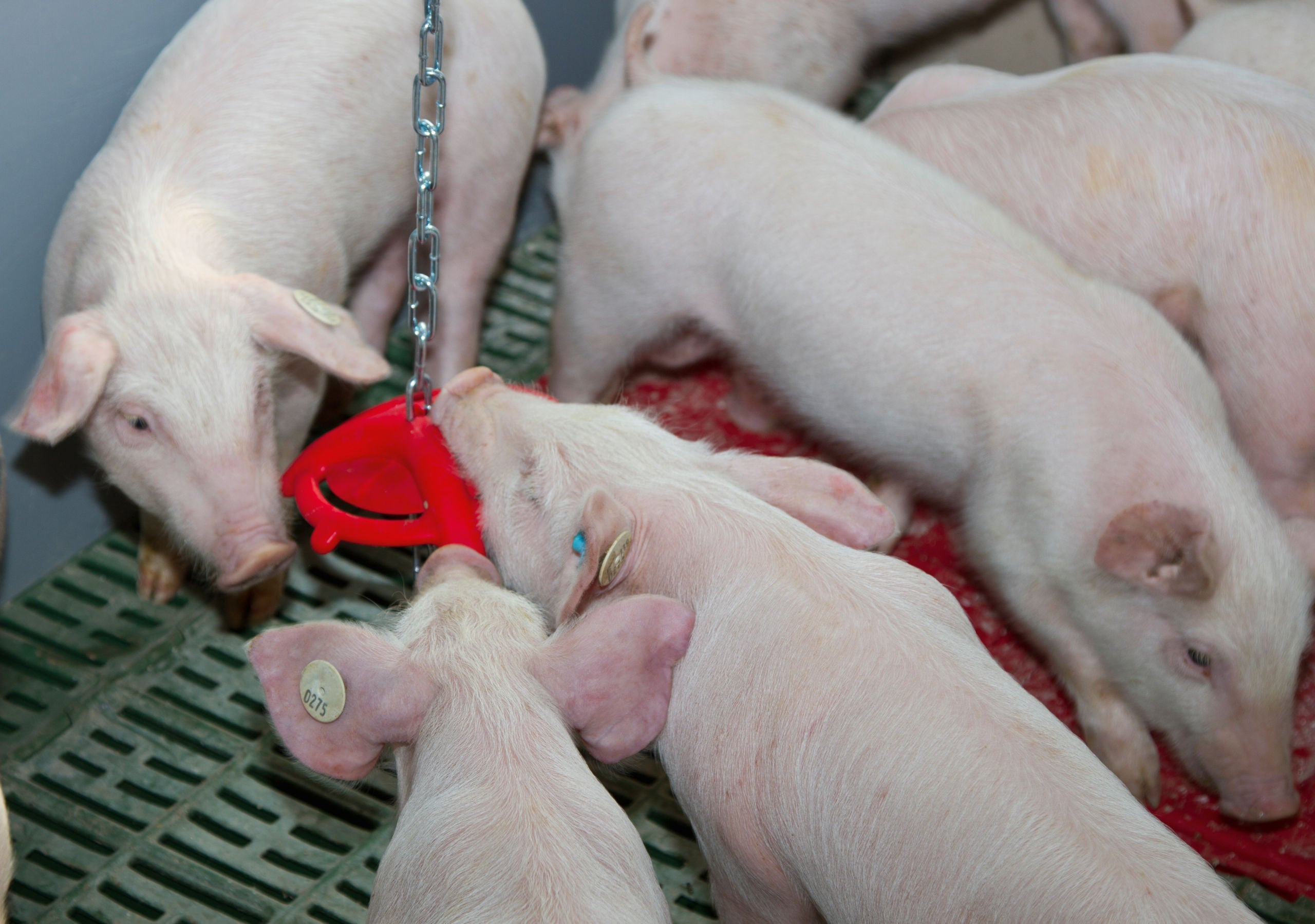 OBROCEK za grizenje za prašicke - z verigo 75cm