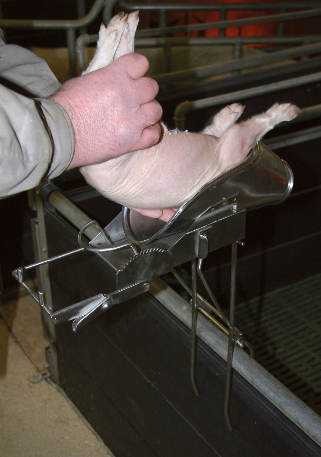 PRIPOMOCEK za kastriranje prašickov