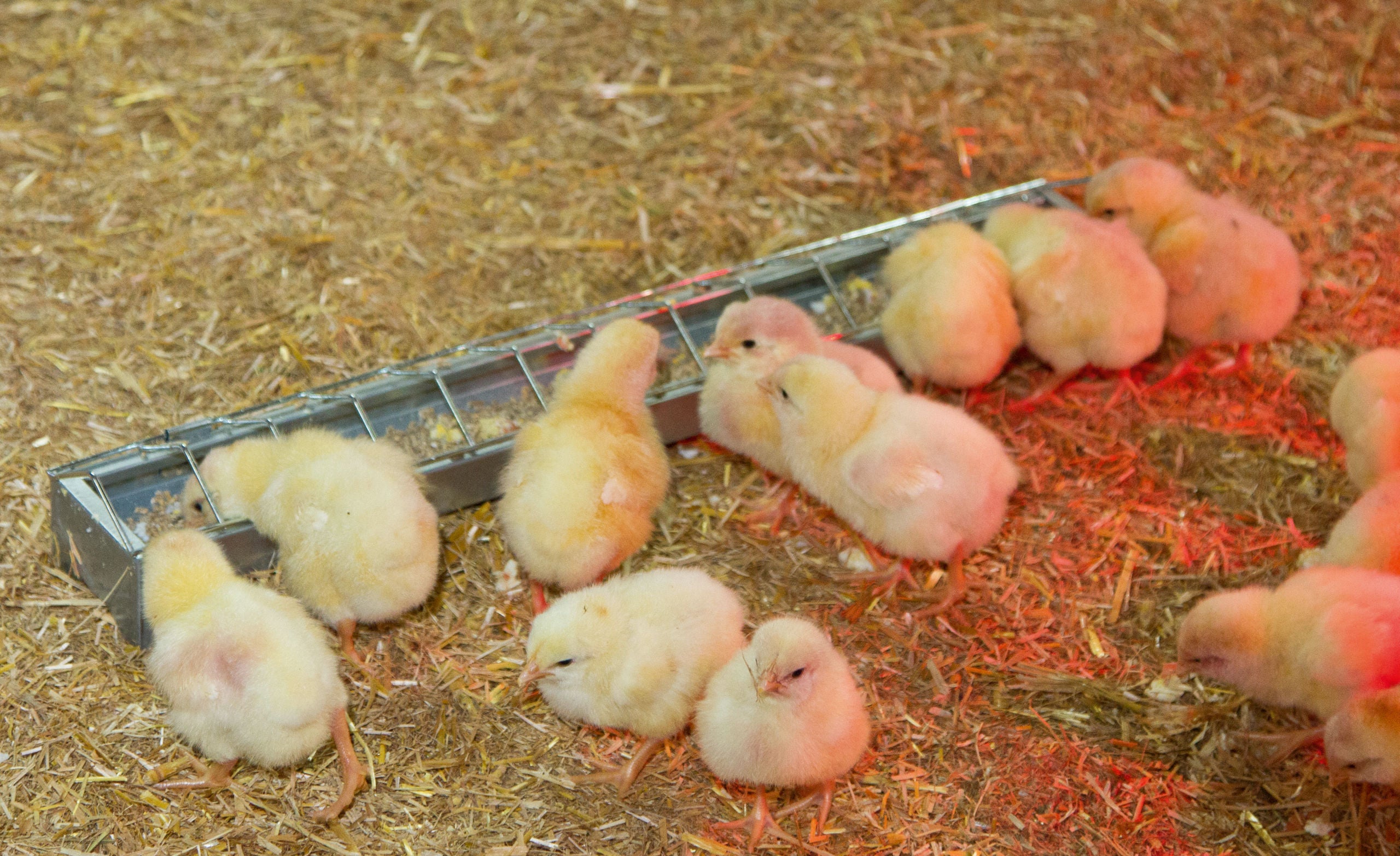 KRMILNO KORITO za perutnino cink.  7× 50