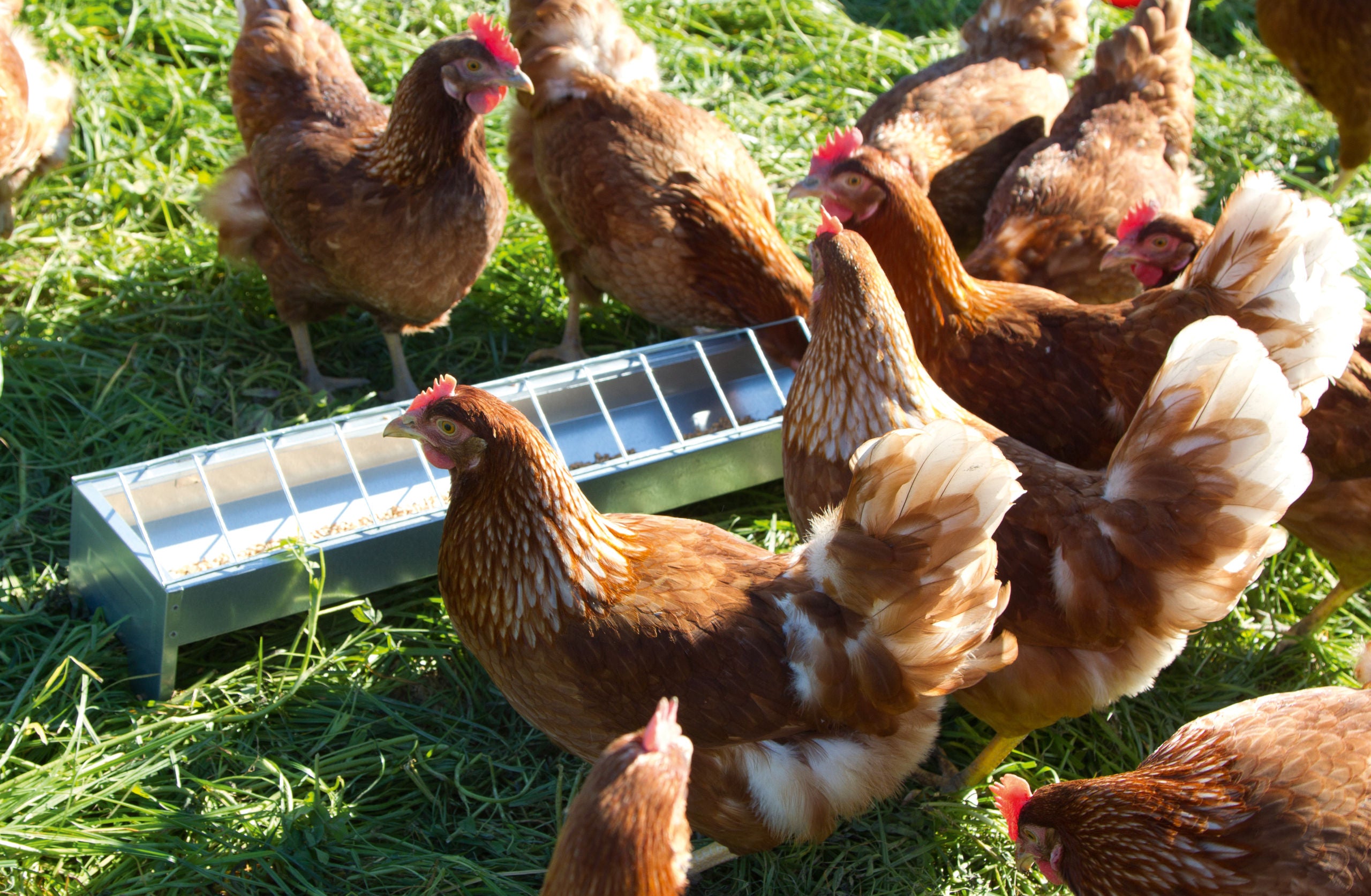 KRMILNO KORITO za perutnino cink. 10× 75