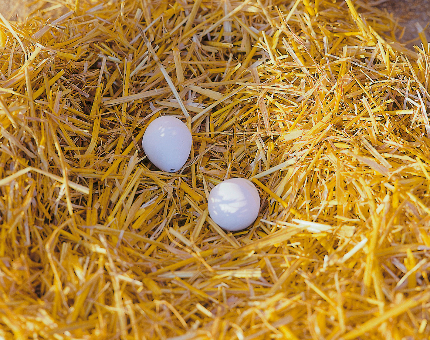 JAJCE nadomestno - glinasto (2kos/blister)