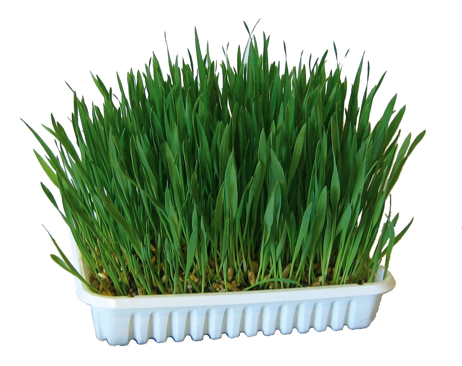 Trava za glodavce 100g